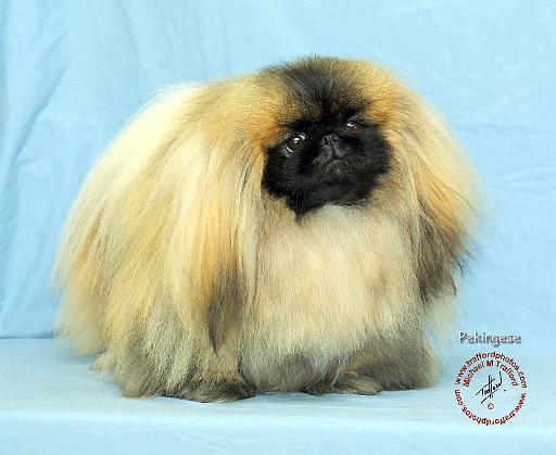 Pekingese 9P20D-58.JPG